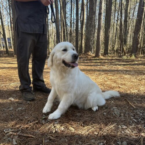 Dallas, Golden Retriever, at Bakers Golden Paws