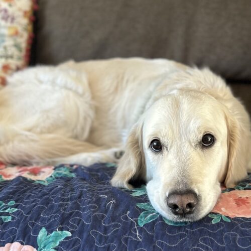 Maddie, Golden Retriever at Bakers Golden Paws